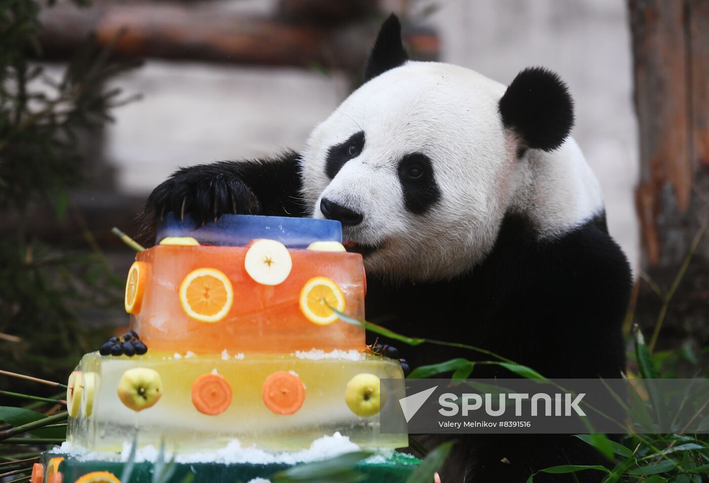 Russia Zoo Pandas