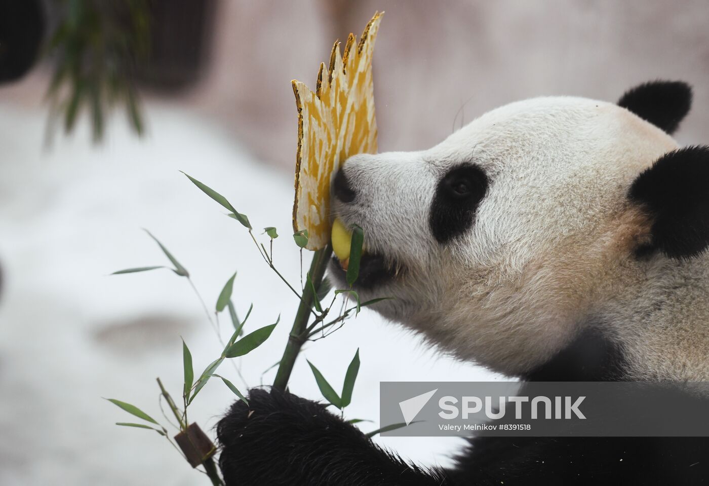 Russia Zoo Pandas