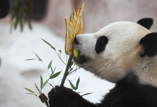 Russia Zoo Pandas