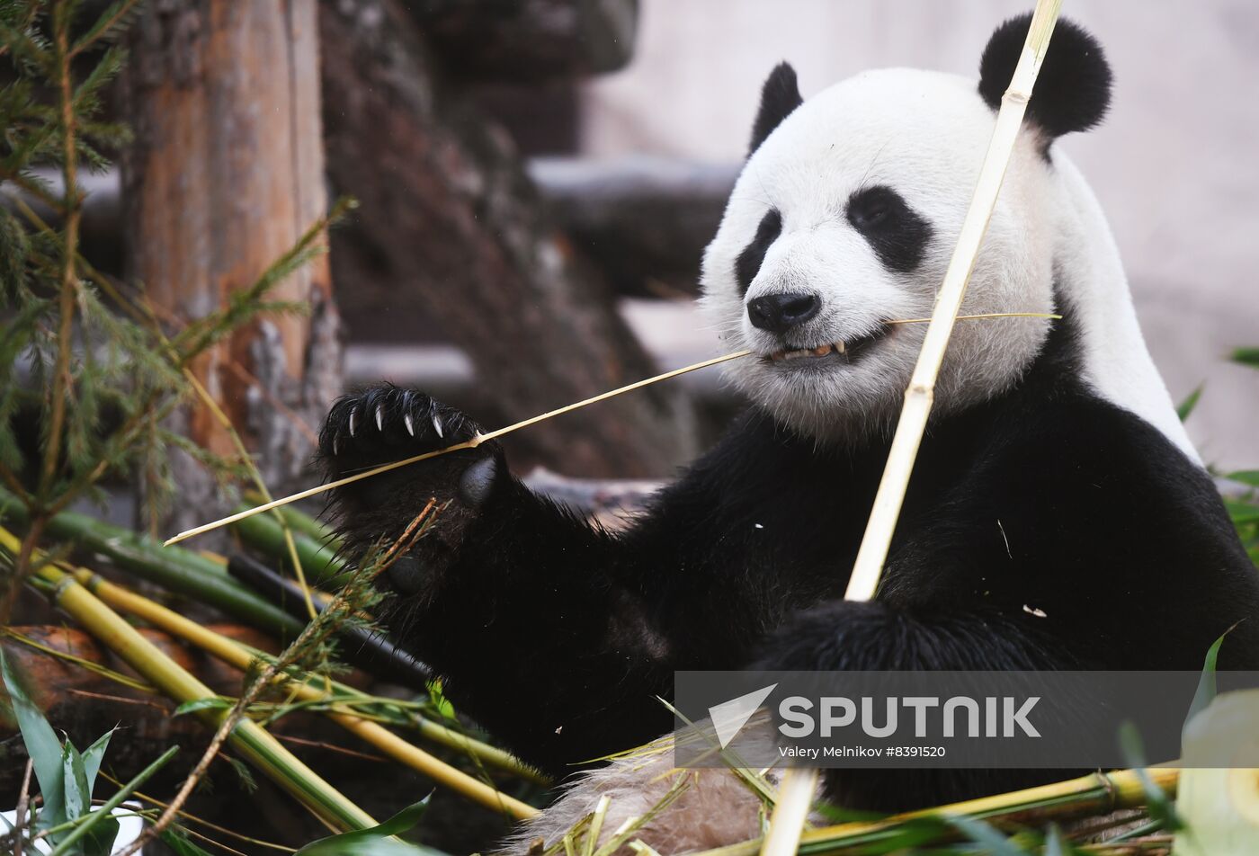 Russia Zoo Pandas
