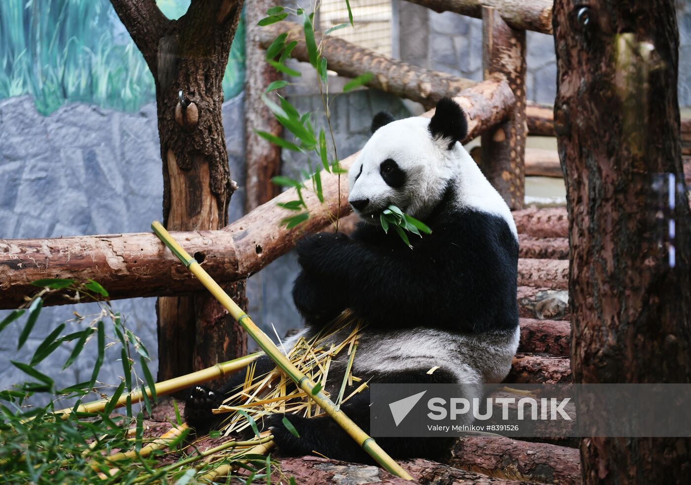 Russia Zoo Pandas