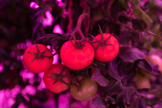 Russia Agriculture LED Greenhouse