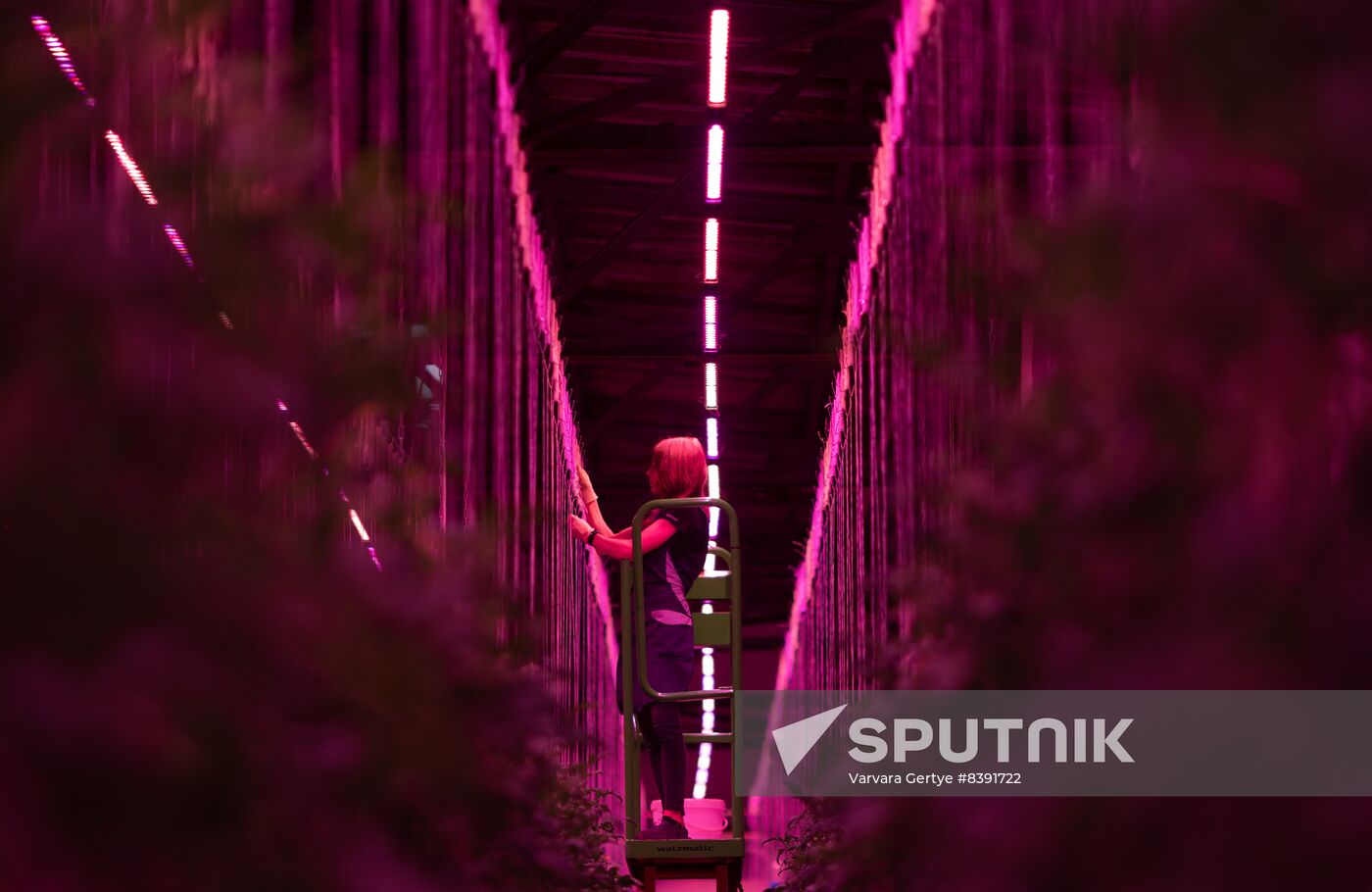 Russia Agriculture LED Greenhouse