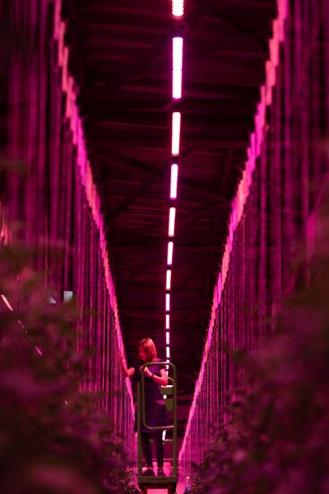 Russia Agriculture LED Greenhouse