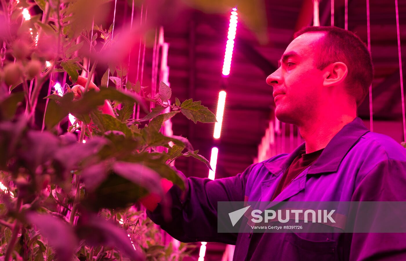 Russia Agriculture LED Greenhouse