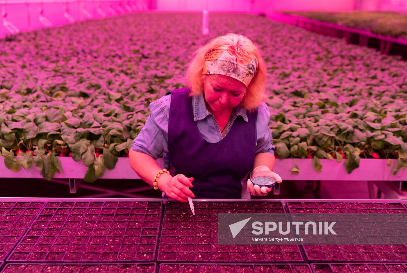 Russia Agriculture LED Greenhouse