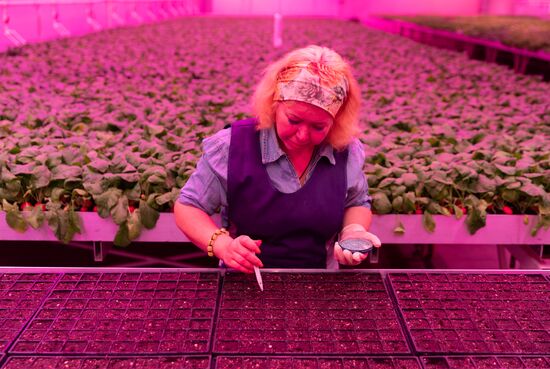 Russia Agriculture LED Greenhouse