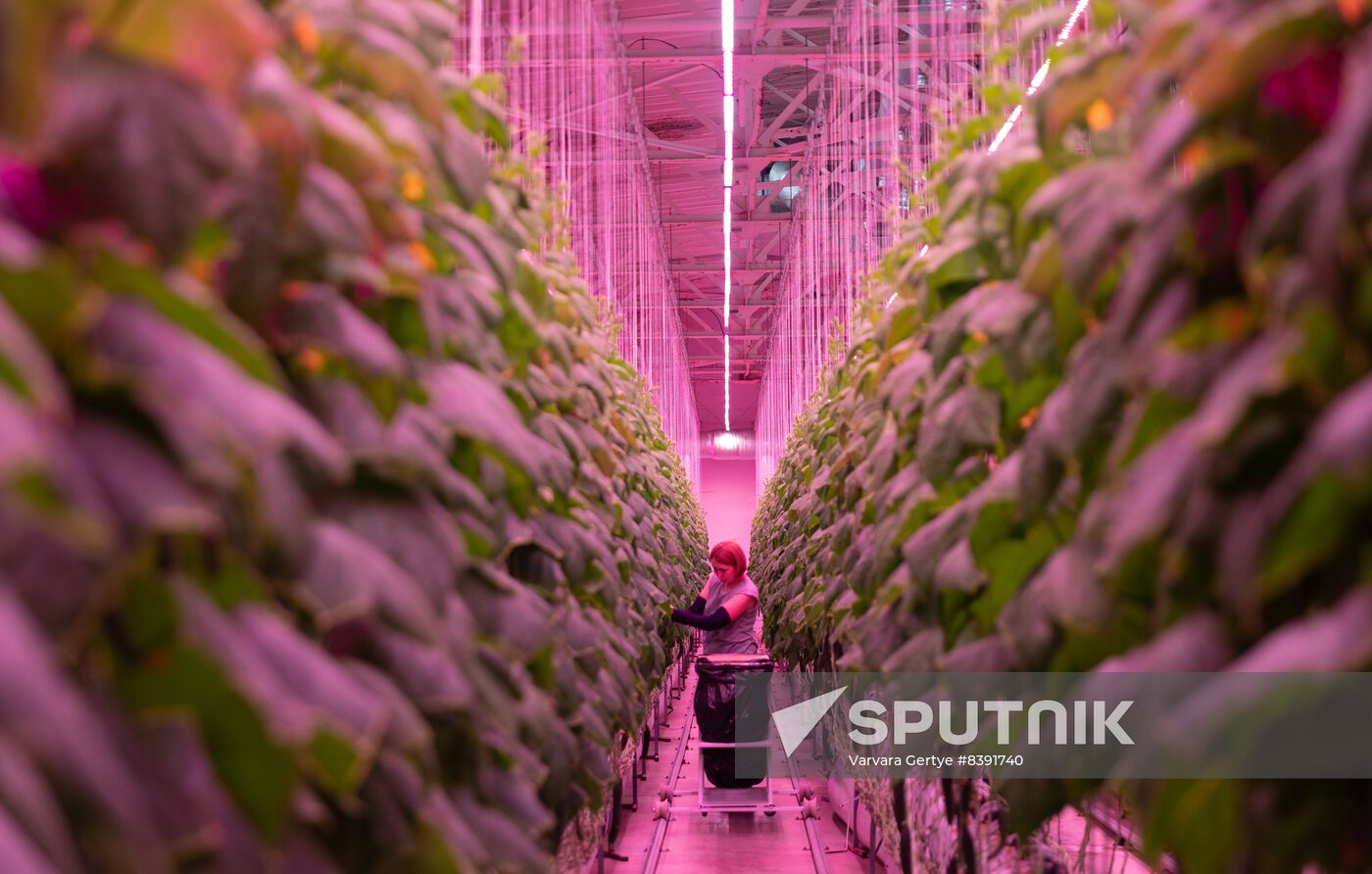 Russia Agriculture LED Greenhouse