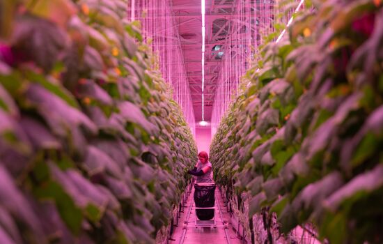 Russia Agriculture LED Greenhouse