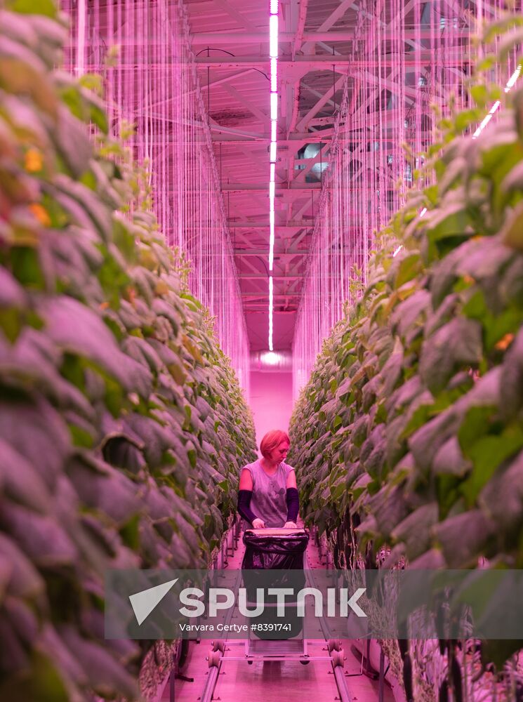 Russia Agriculture LED Greenhouse