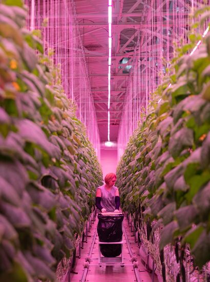 Russia Agriculture LED Greenhouse