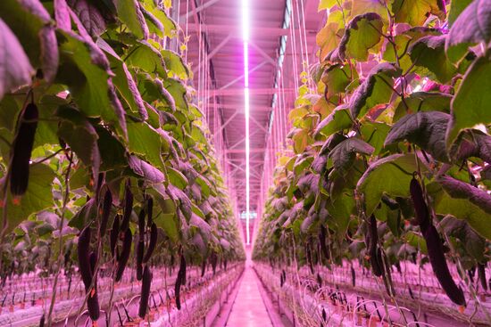 Russia Agriculture LED Greenhouse