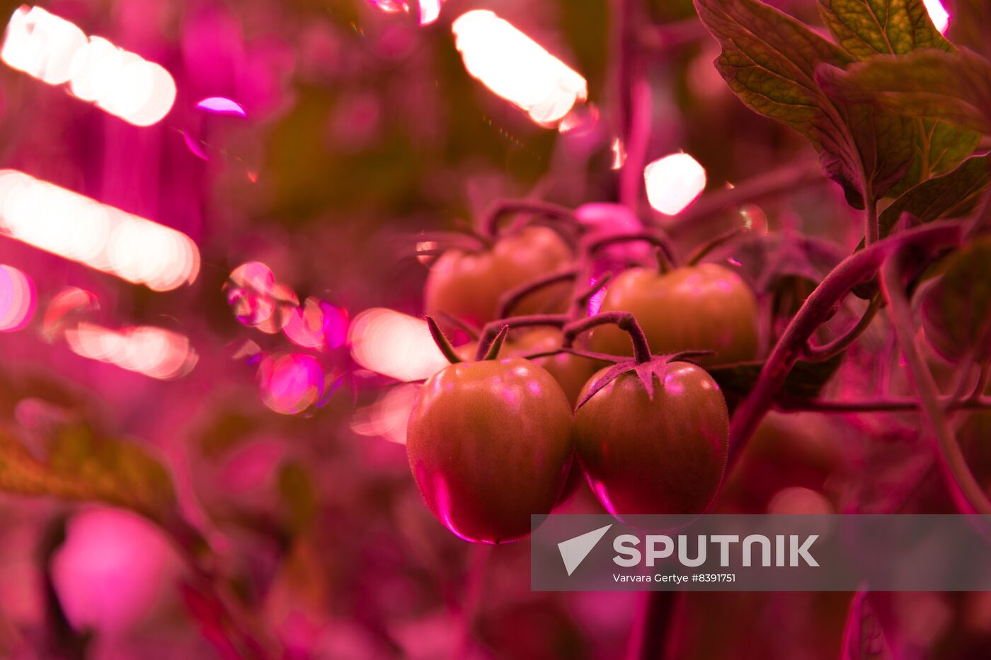 Russia Agriculture LED Greenhouse