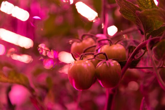 Russia Agriculture LED Greenhouse