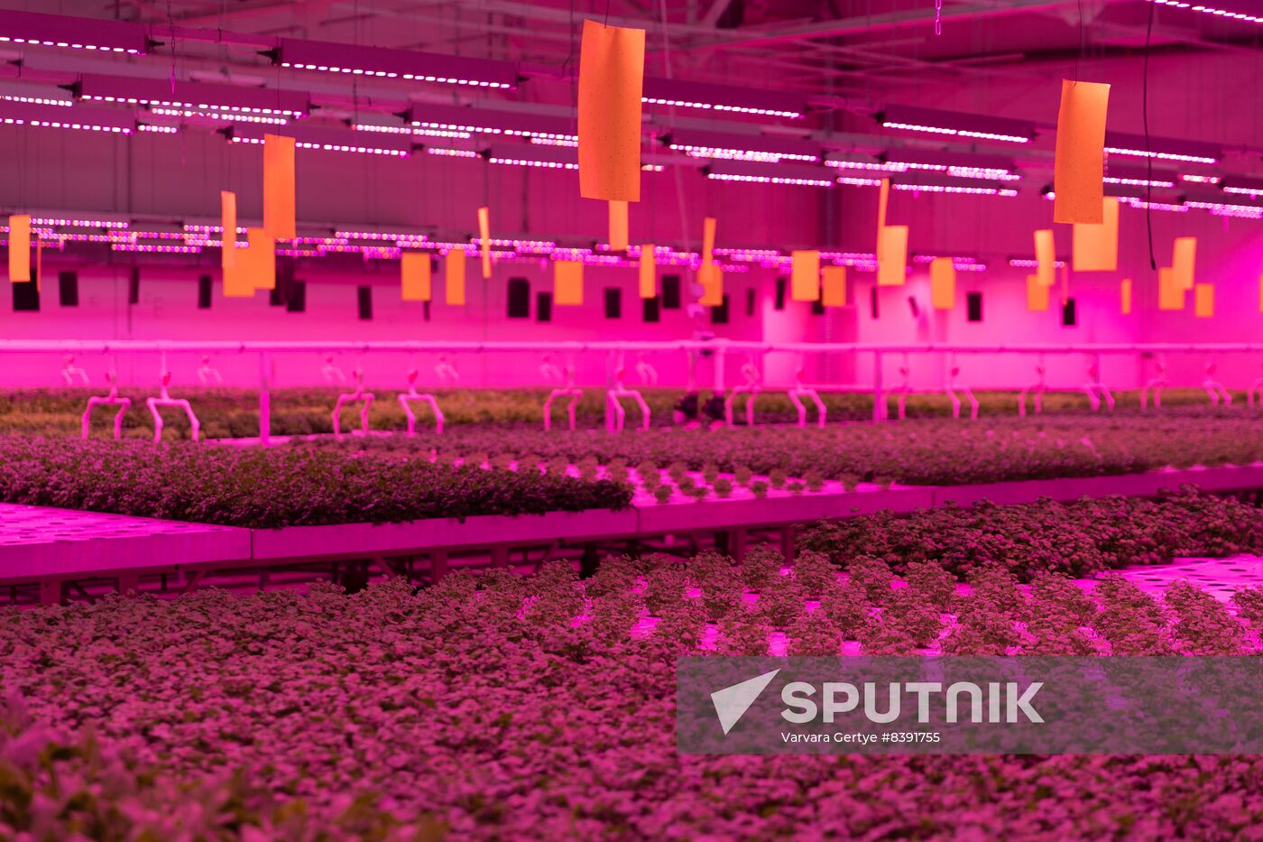 Russia Agriculture LED Greenhouse