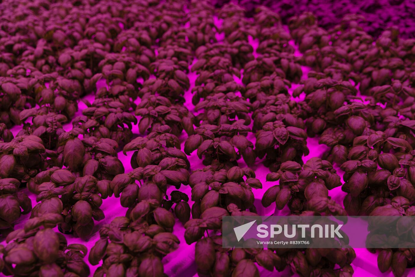 Russia Agriculture LED Greenhouse