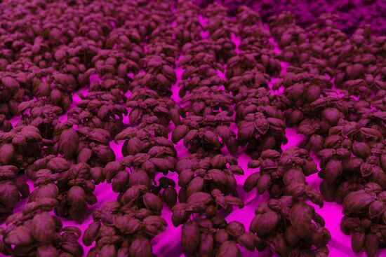 Russia Agriculture LED Greenhouse