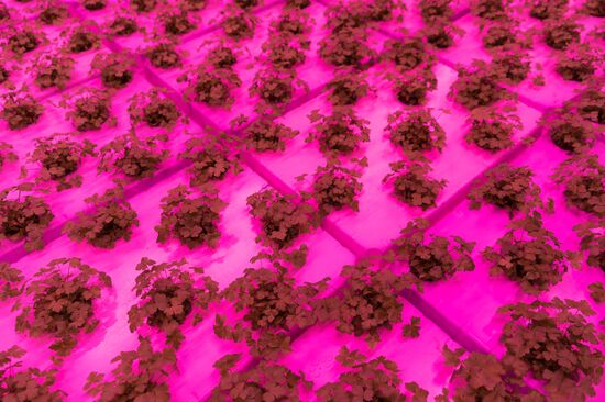 Russia Agriculture LED Greenhouse