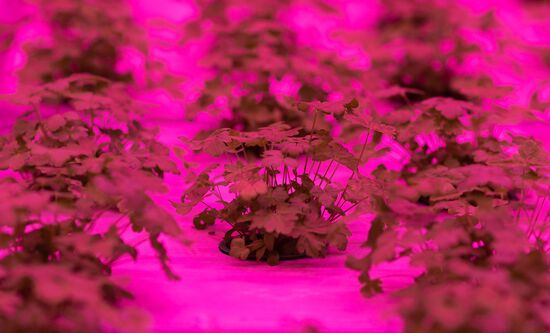 Russia Agriculture LED Greenhouse