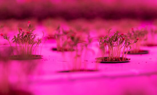 Russia Agriculture LED Greenhouse