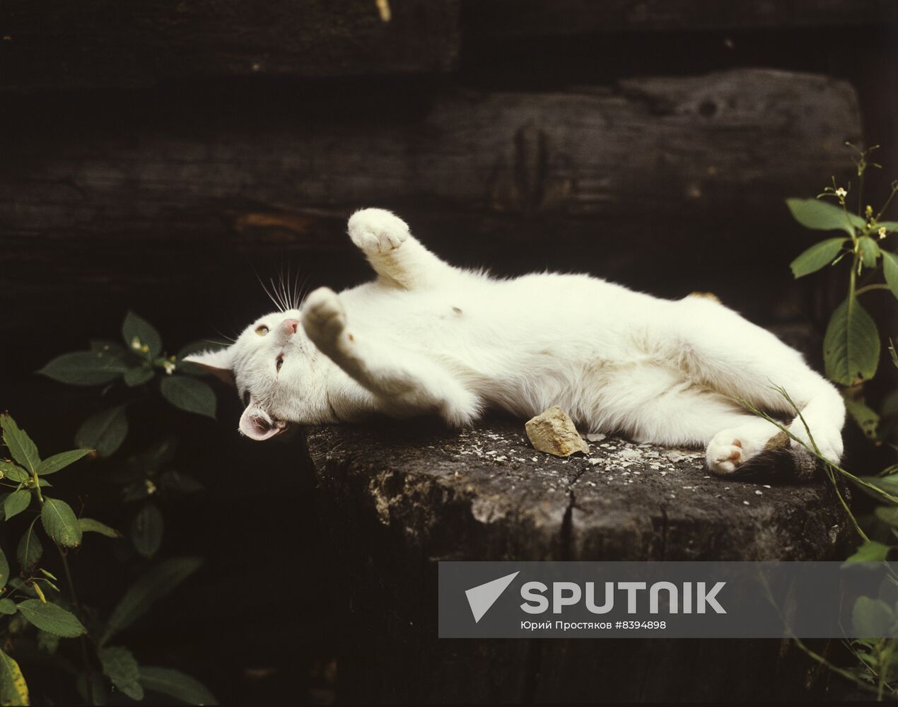 Cat