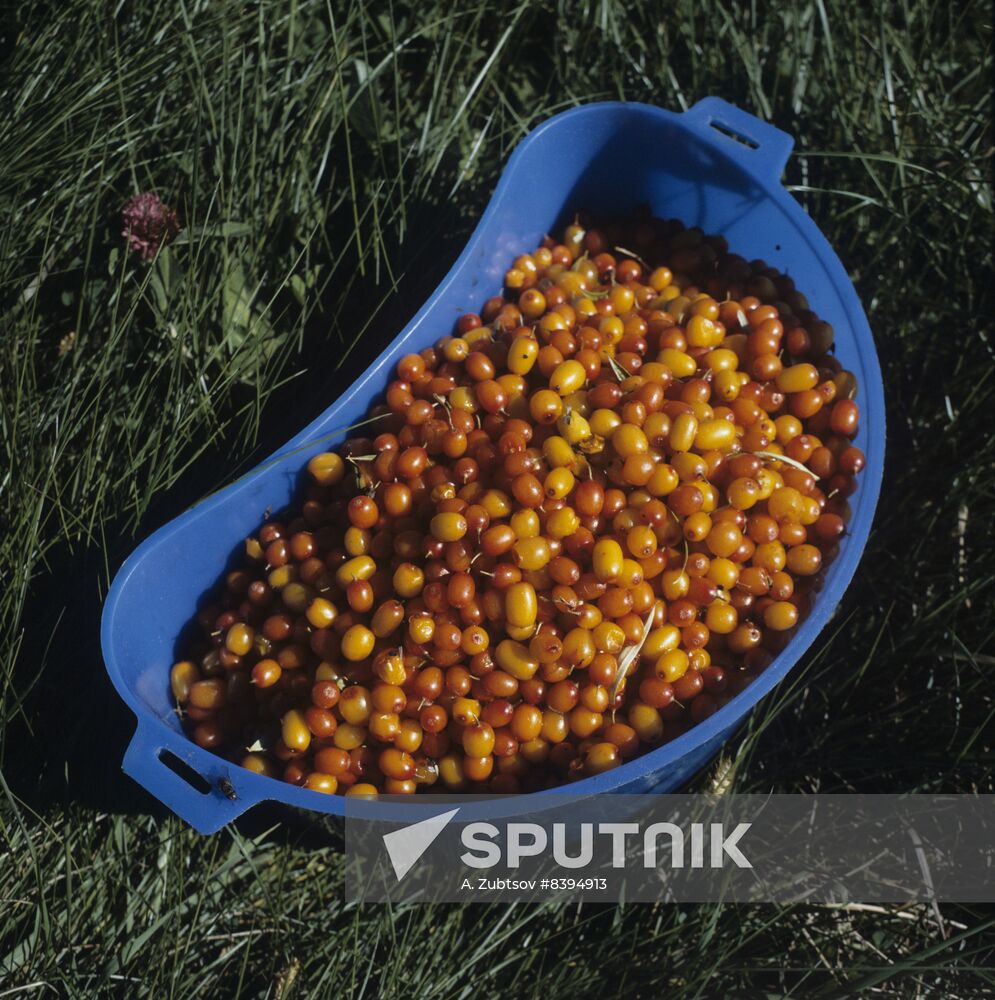 Sea-buckthorn berries