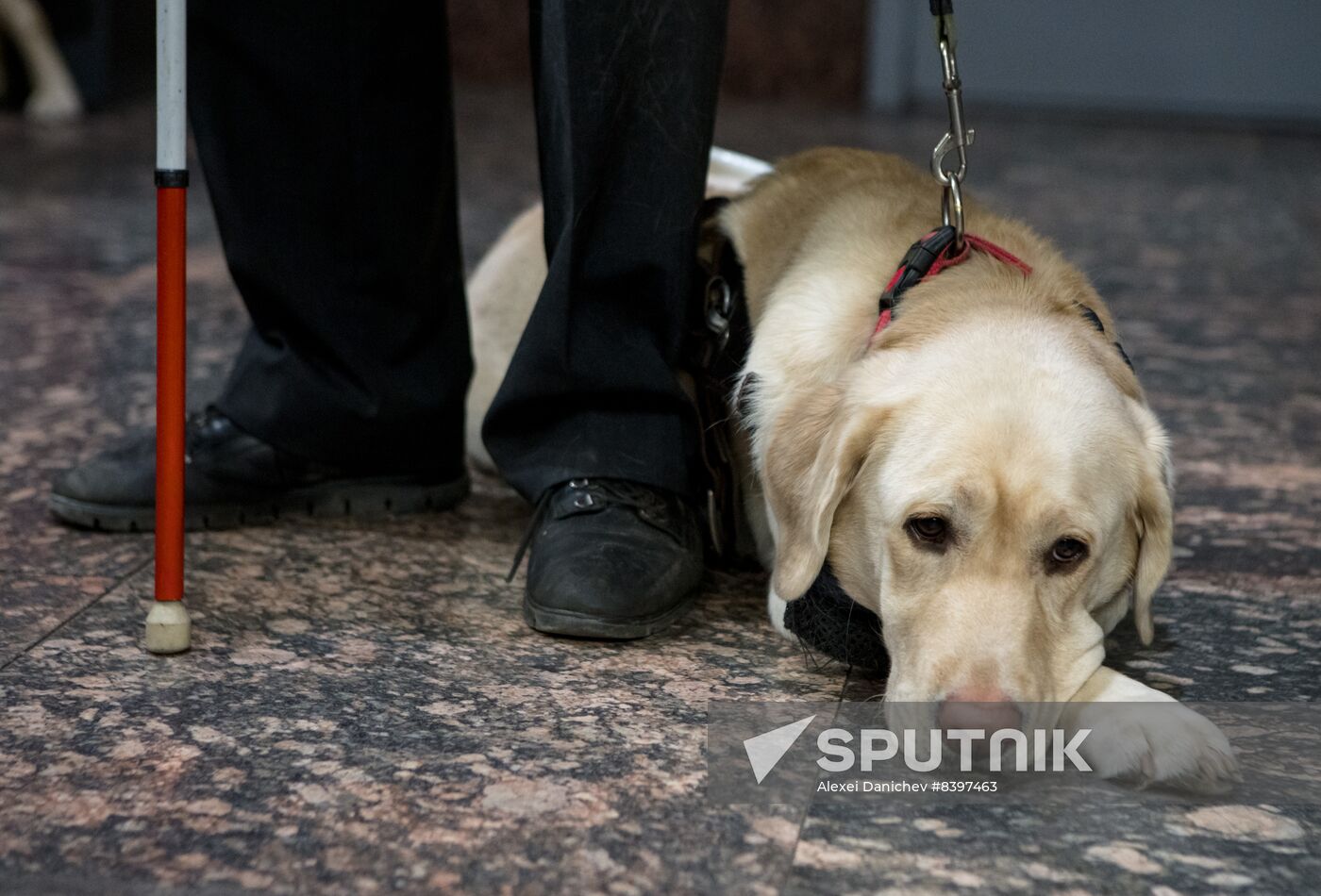 Russia Guide Dogs Training