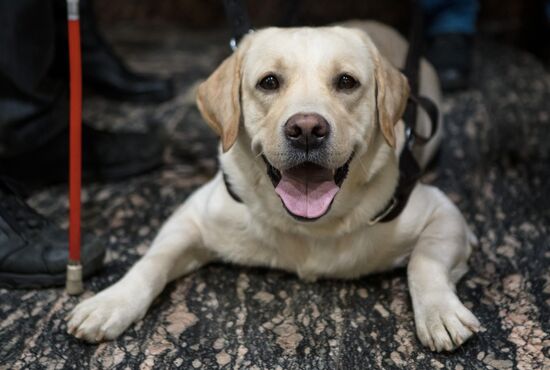 Russia Guide Dogs Training