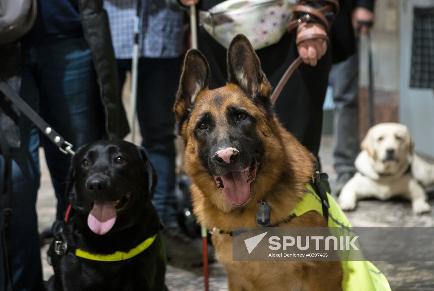 Russia Guide Dogs Training
