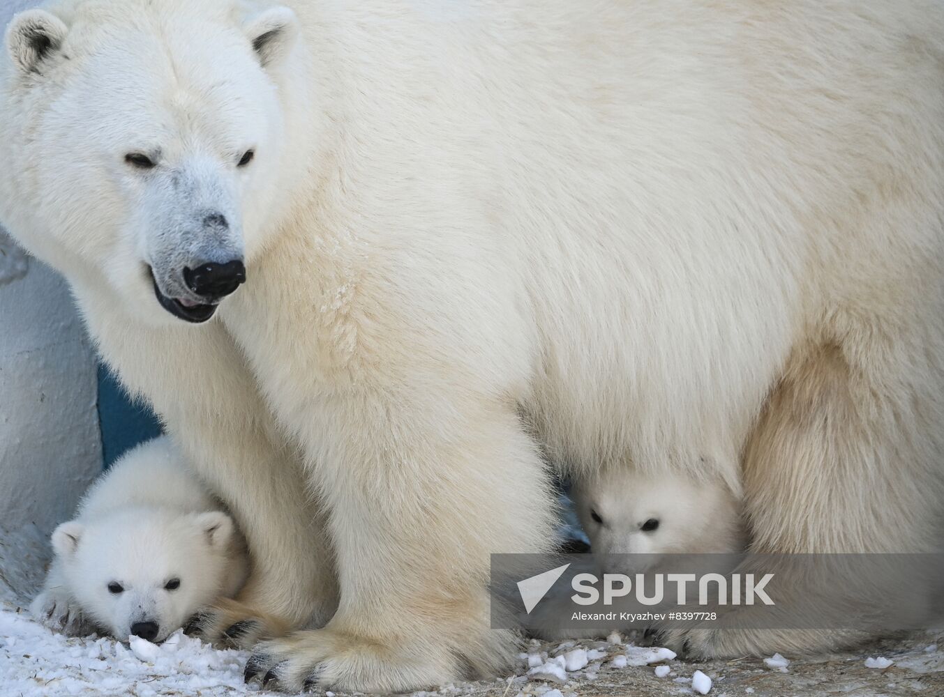 Russia Zoo Polar Bear Cubs