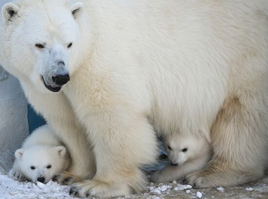 Russia Zoo Polar Bear Cubs