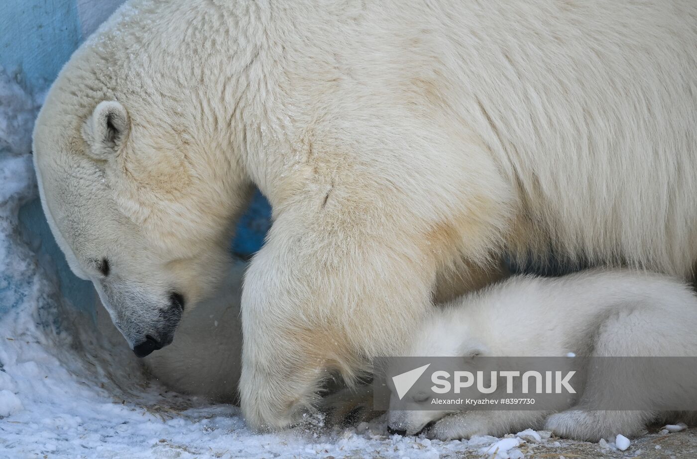 Russia Zoo Polar Bear Cubs