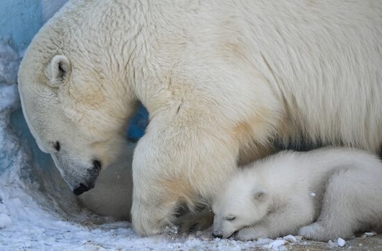 Russia Zoo Polar Bear Cubs
