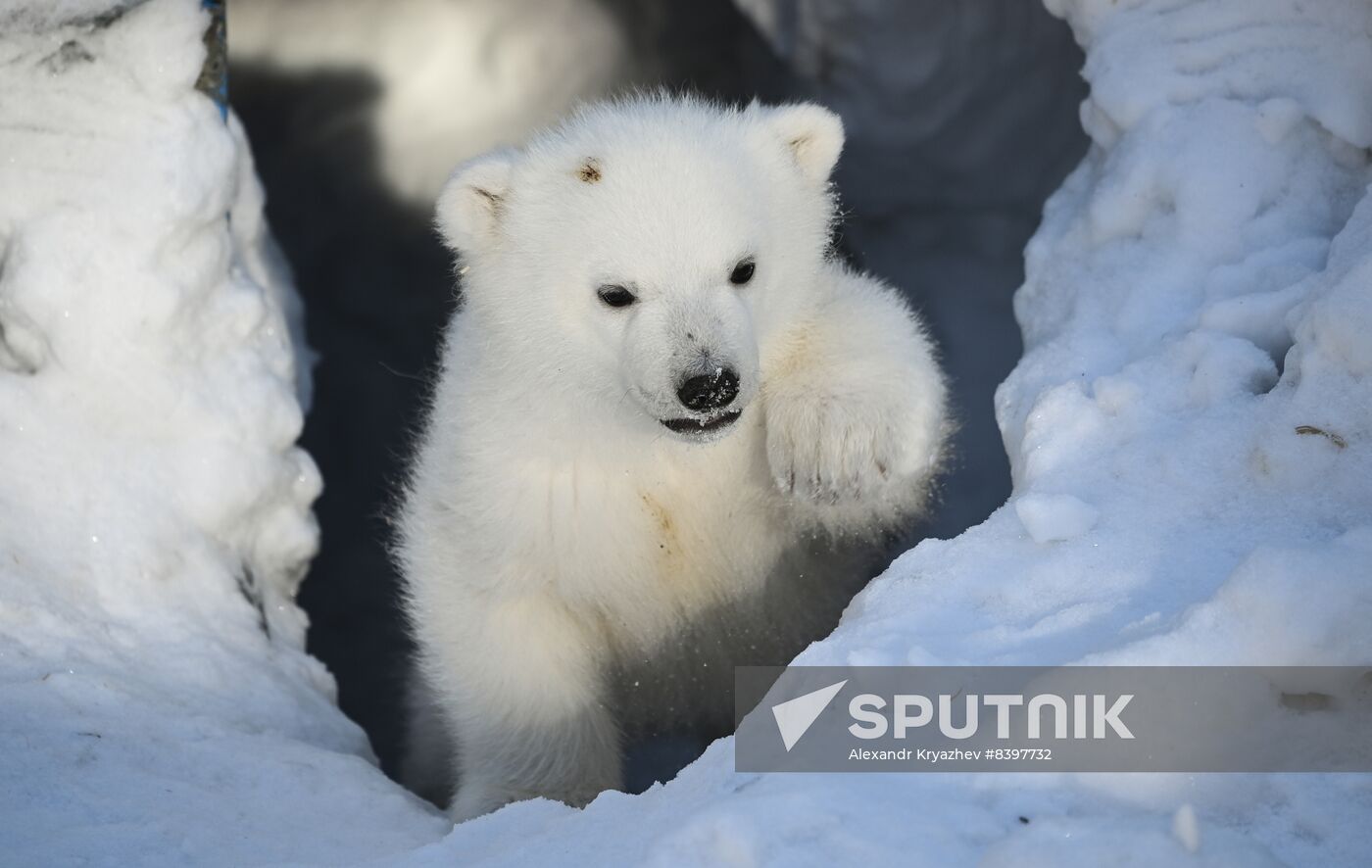 Russia Zoo Polar Bear Cubs