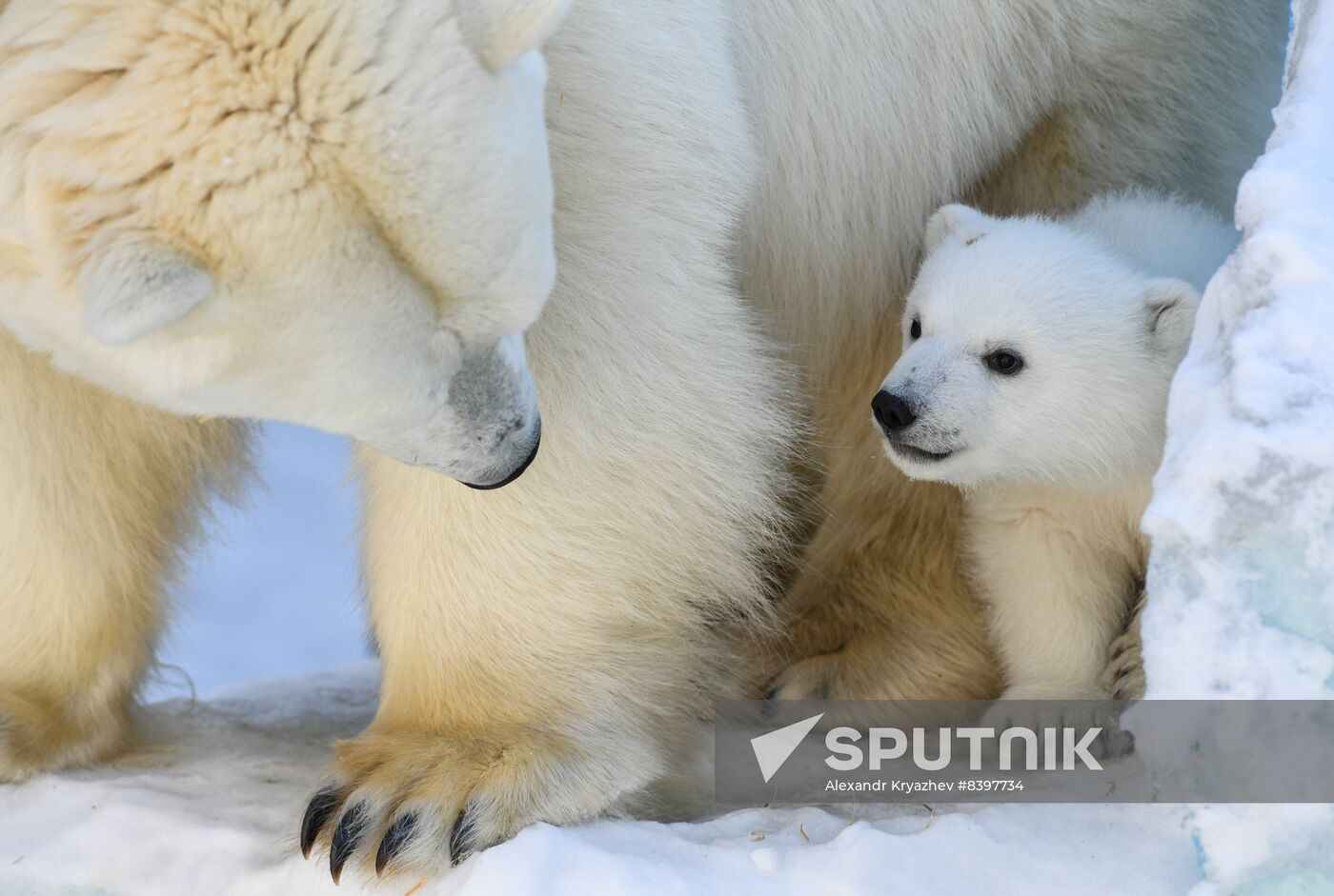 Russia Zoo Polar Bear Cubs