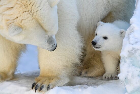 Russia Zoo Polar Bear Cubs