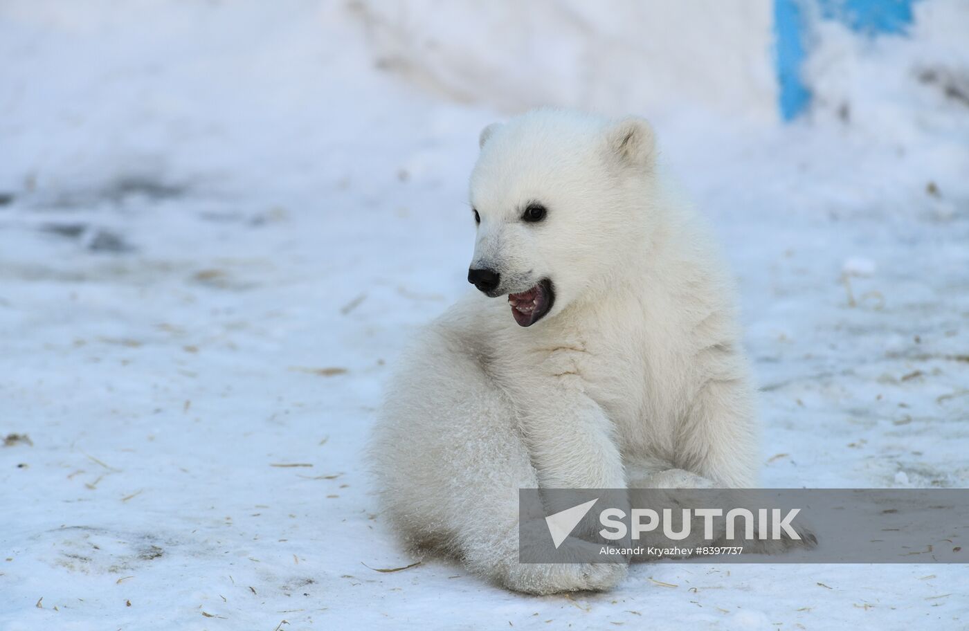 Russia Zoo Polar Bear Cubs