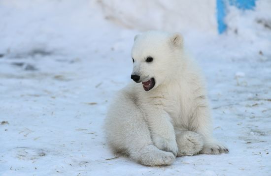 Russia Zoo Polar Bear Cubs