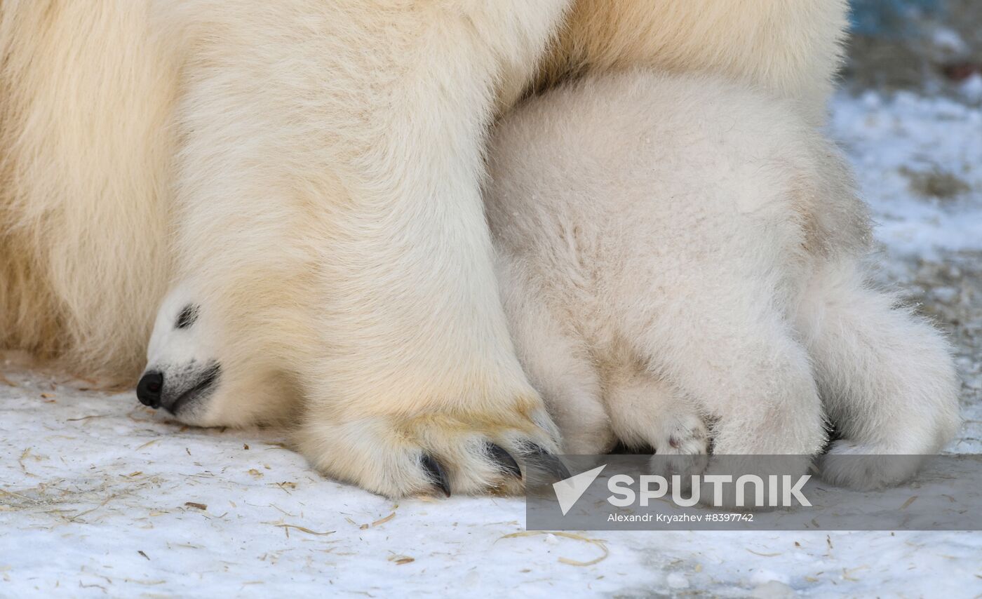 Russia Zoo Polar Bear Cubs