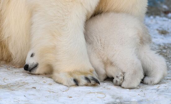 Russia Zoo Polar Bear Cubs