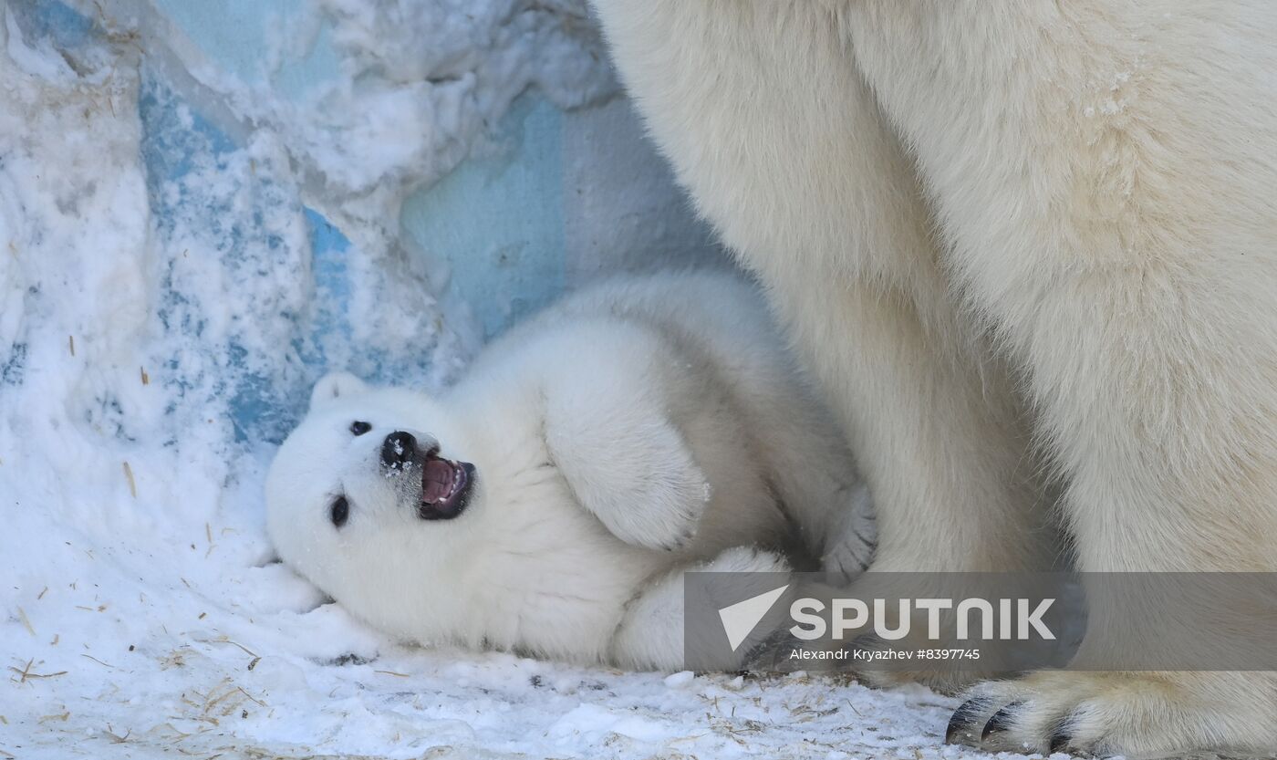 Russia Zoo Polar Bear Cubs