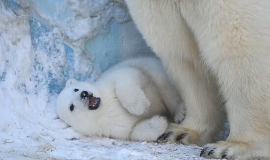 Russia Zoo Polar Bear Cubs