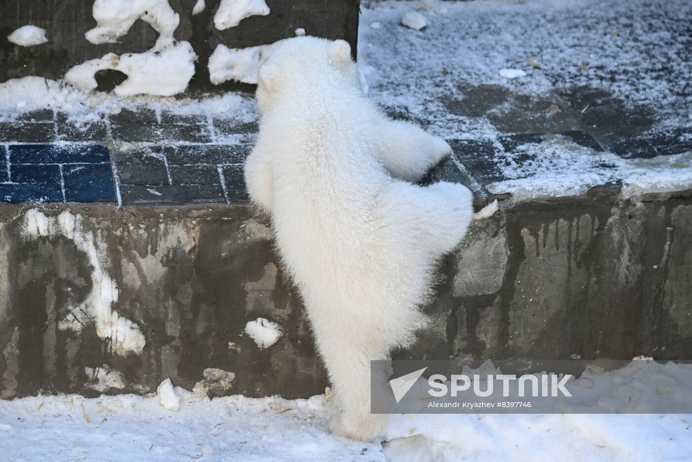 Russia Zoo Polar Bear Cubs