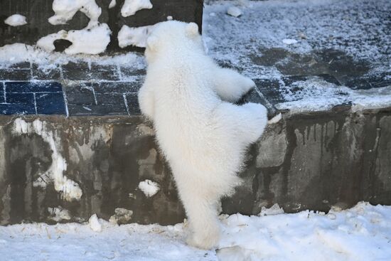 Russia Zoo Polar Bear Cubs