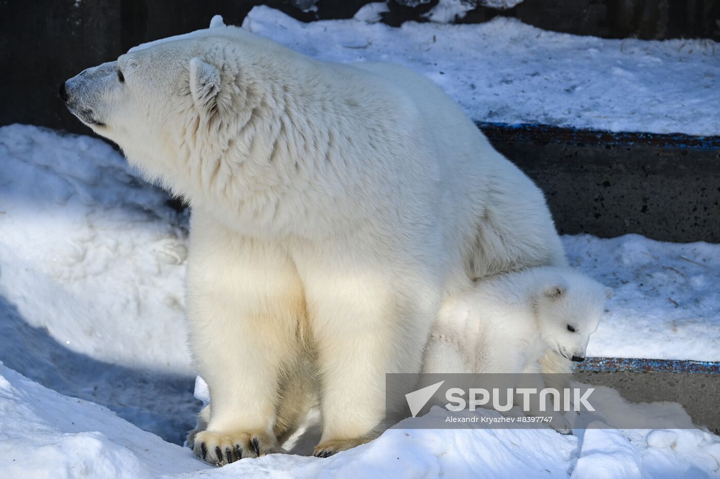 Russia Zoo Polar Bear Cubs