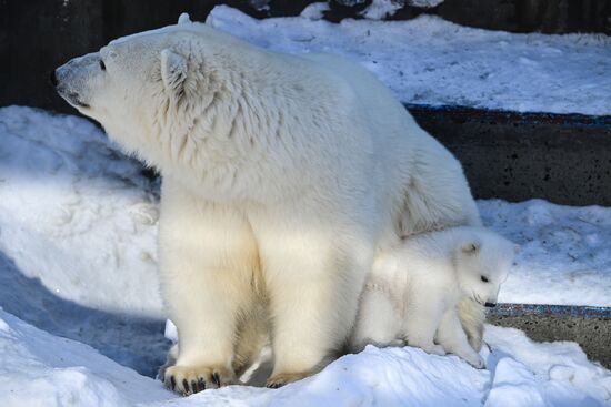 Russia Zoo Polar Bear Cubs