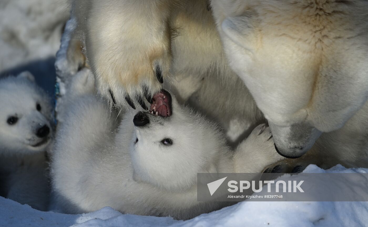 Russia Zoo Polar Bear Cubs