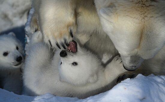Russia Zoo Polar Bear Cubs