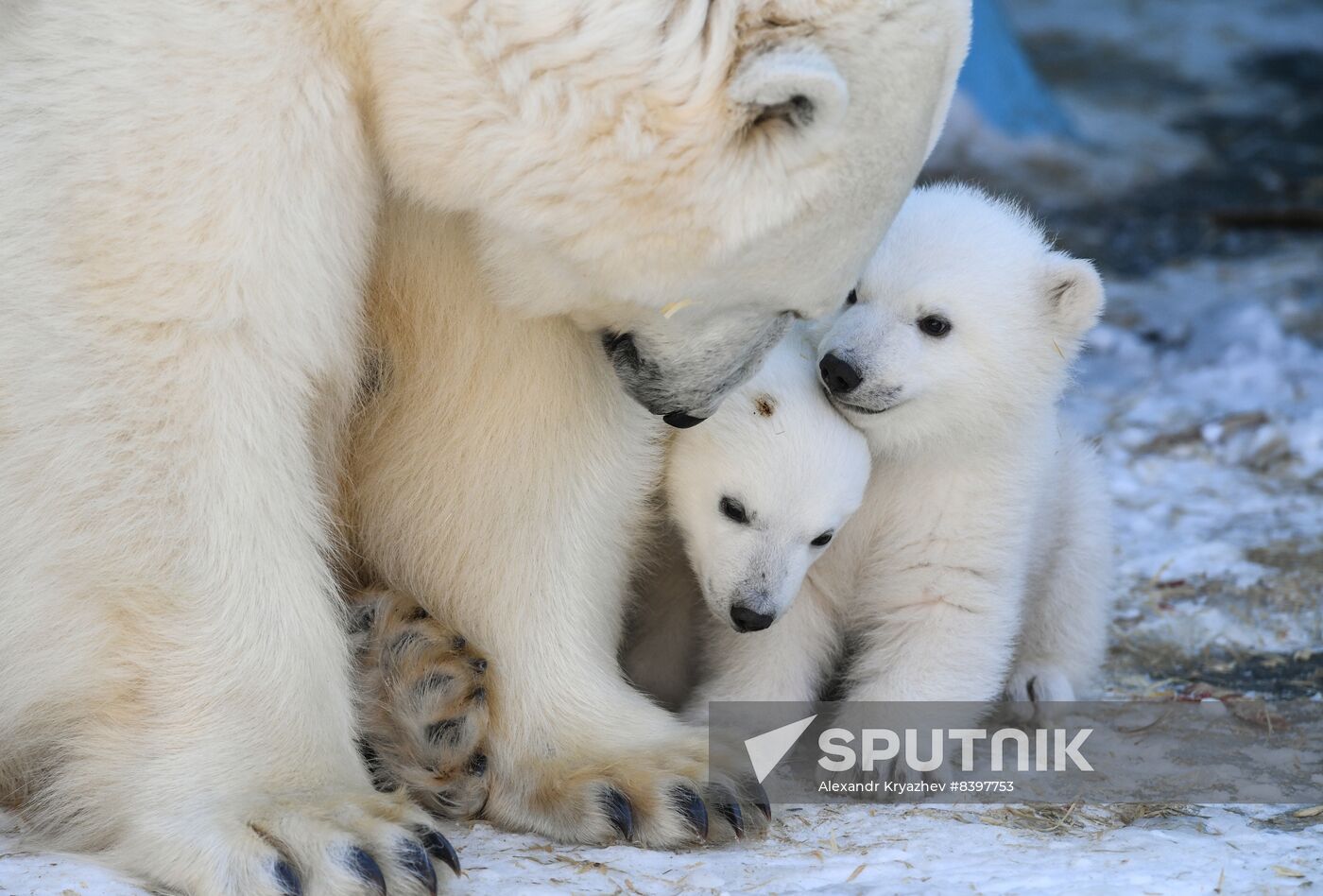 Russia Zoo Polar Bear Cubs