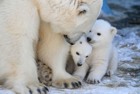 Russia Zoo Polar Bear Cubs